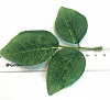 Лист боковой сердцевидный, 12 см, нетканный