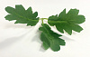 Лист тройной перистый на ножке, х/б, 22 см