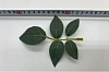 Лист пятерной на ветке, шелк, 13,5 см