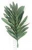 Лист пальмы боковой, атлас, 23 см