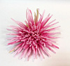 Голова хризантемы игольчатой, атлас, 16 см