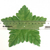 Лист перистый звезда, атлас, 15 см
