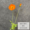 Мак одиночный, 1 голова+1 бутон, 105 см, шелк