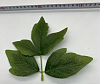 Лист боковой тройной пальчиковый, шелк, 15 см