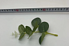 Листики боковые на ветке, 18 см, шелк