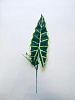 Лист алоказии, нетканный, 49 см