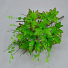Подбукетник с листьями, 24 ветки, 65 см