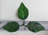 Лист тройной овальный на ножке, атлас, 18 см