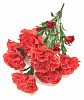 Букет гвоздик, 12 голов, 42 см, атлас