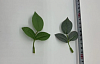Лист тройной на ветке, шелк, 9 см