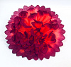 Голова хризантемы кудрявой, нетканный, 20 см