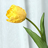 Тюльпан одиночный , шелк, 60 см