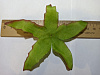 Лист пятиконечный, шелк, 12 см